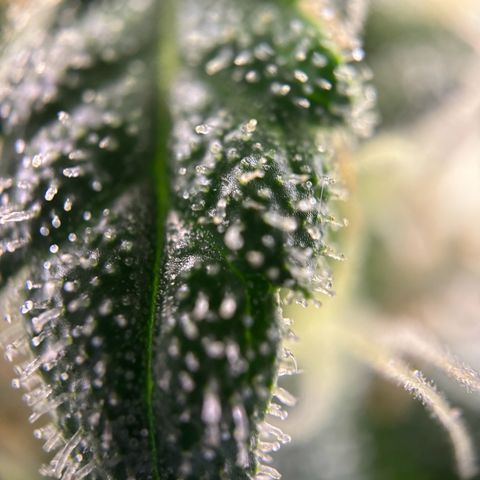 Frosted Guava growlog timeline photo