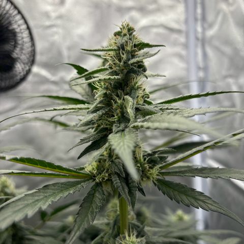 Frosted Guava growlog timeline photo