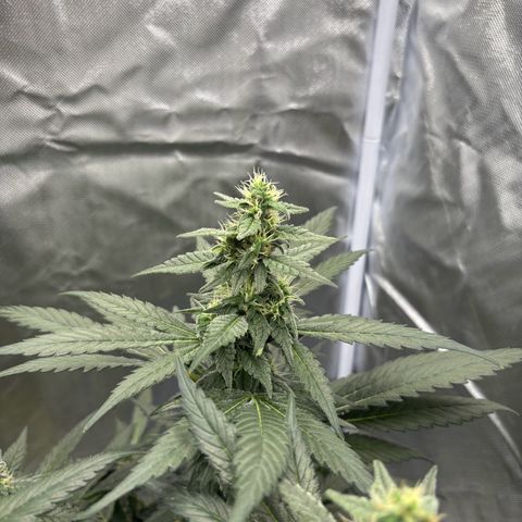 Frosted Guava growlog timeline photo
