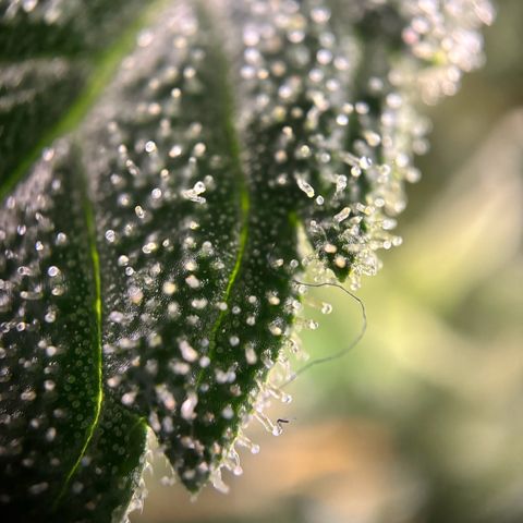 Frosted Guava growlog timeline photo