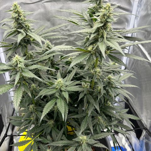 Frosted Guava growlog timeline photo