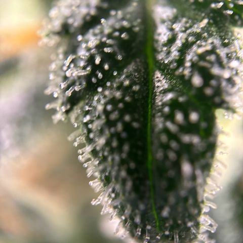 Frosted Guava growlog timeline photo