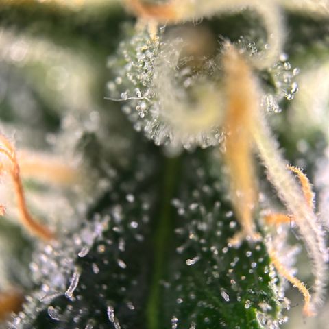 Frosted Guava growlog timeline photo