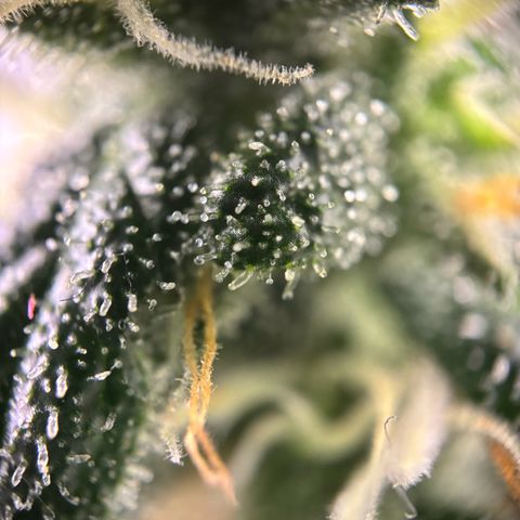 Frosted Guava growlog timeline photo