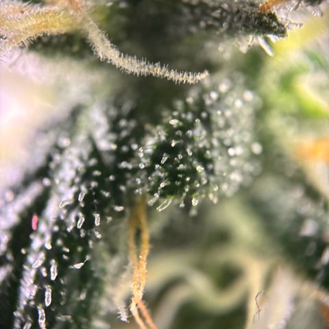 Frosted Guava growlog timeline photo