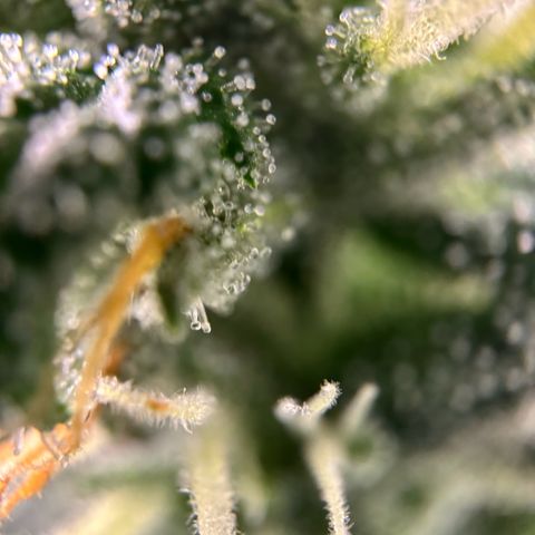 Frosted Guava growlog timeline photo