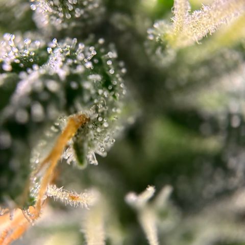 Frosted Guava growlog timeline photo