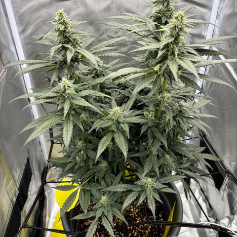 Frosted Guava growlog timeline photo