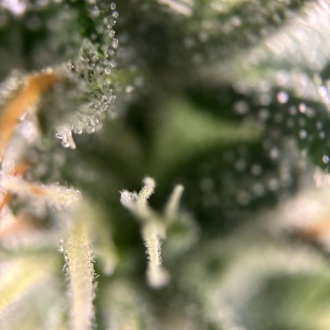Frosted Guava growlog timeline photo