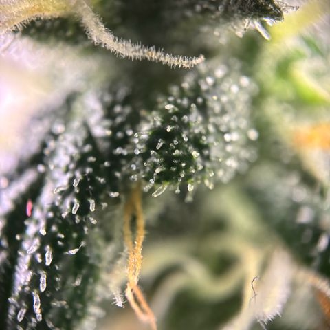 Frosted Guava growlog timeline photo