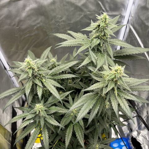 Frosted Guava growlog timeline photo