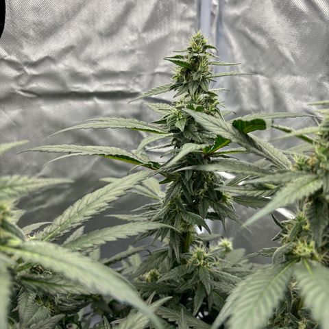 Frosted Guava growlog timeline photo