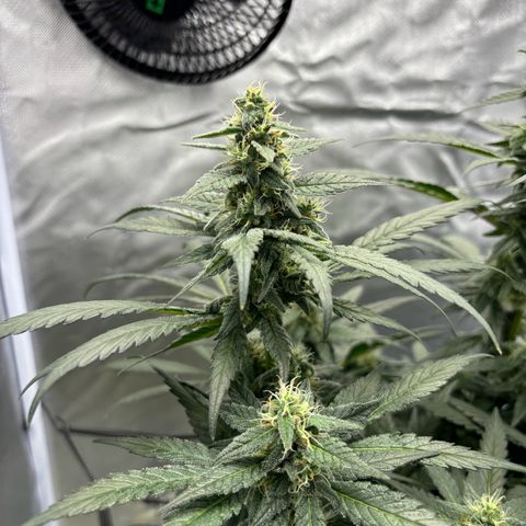 Frosted Guava growlog timeline photo