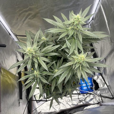 Frosted Guava growlog timeline photo