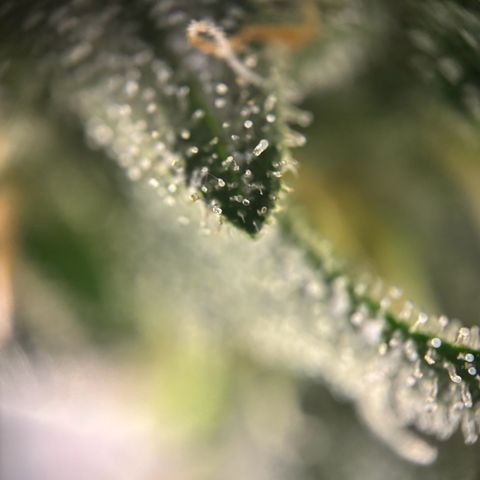Frosted Guava growlog timeline photo