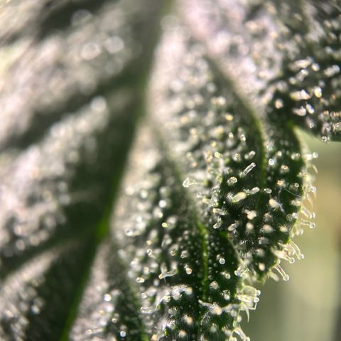 Frosted Guava growlog timeline photo