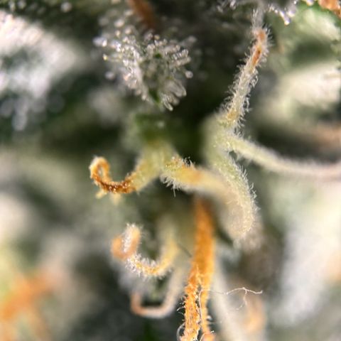 Frosted Guava growlog timeline photo