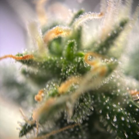 Frosted Guava growlog timeline photo