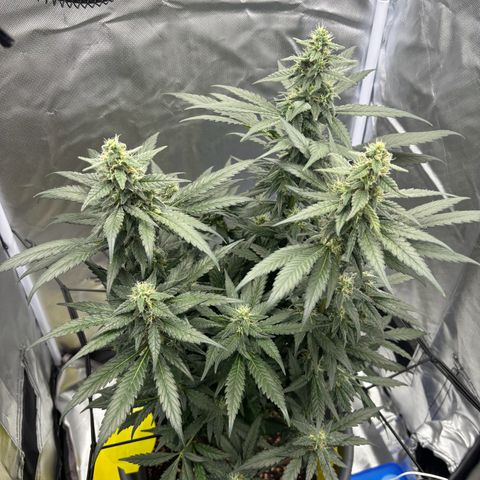 Frosted Guava growlog timeline photo
