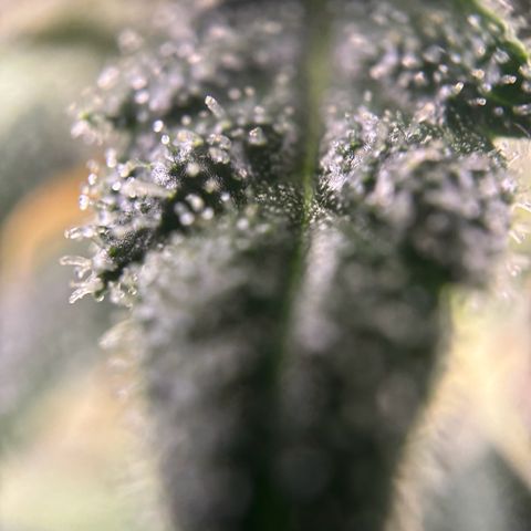 Frosted Guava growlog timeline photo