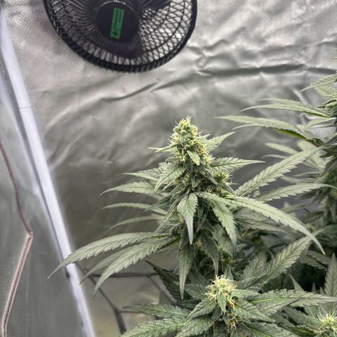 Frosted Guava growlog timeline photo