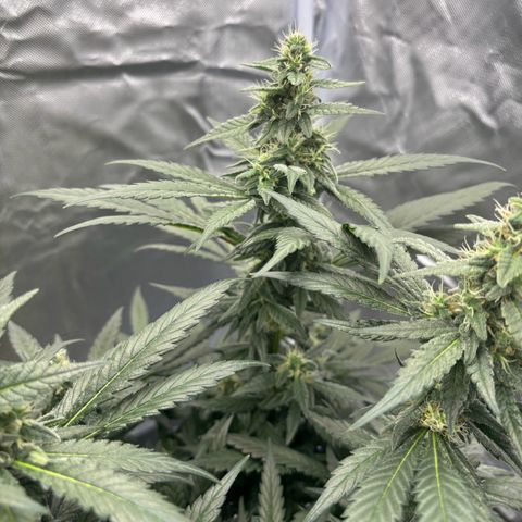 Frosted Guava growlog timeline photo