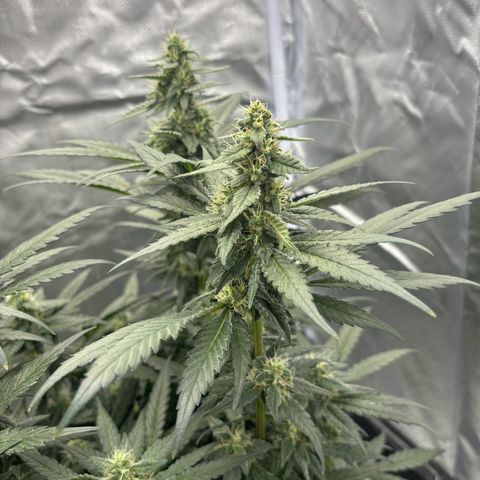 Frosted Guava growlog timeline photo