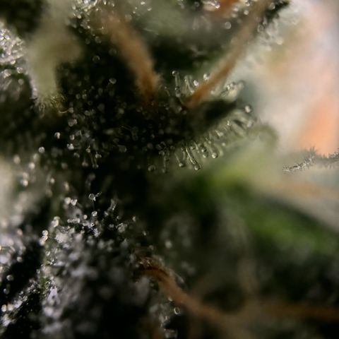 Frosted Guava growlog timeline photo