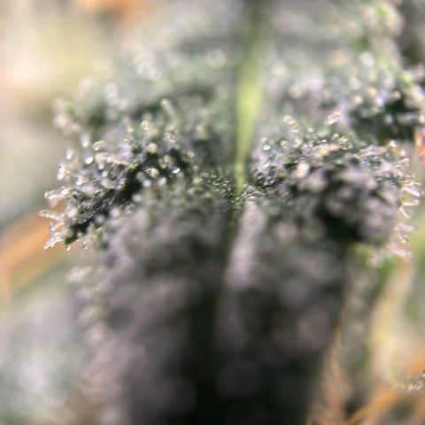 Frosted Guava growlog timeline photo