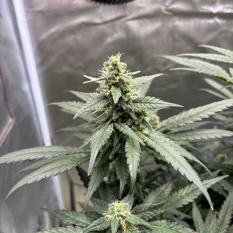 Frosted Guava growlog timeline photo