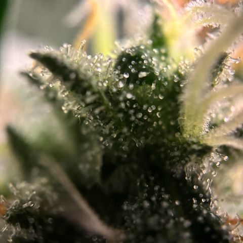 Frosted Guava growlog timeline photo