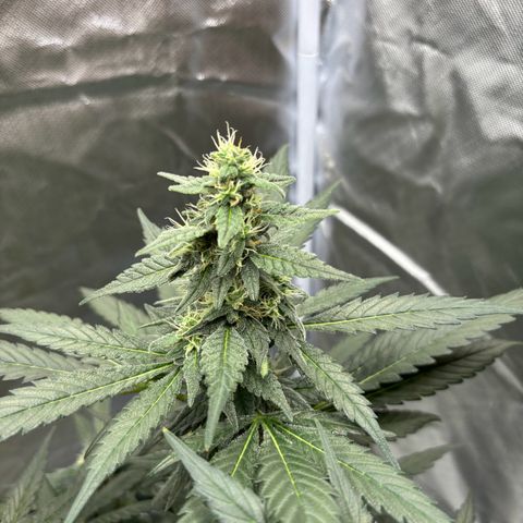 Frosted Guava growlog timeline photo