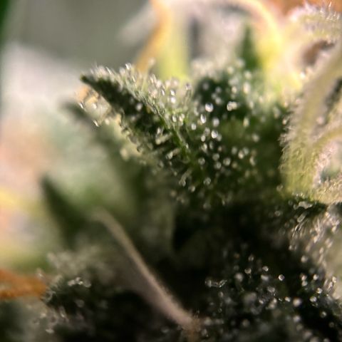 Frosted Guava growlog timeline photo