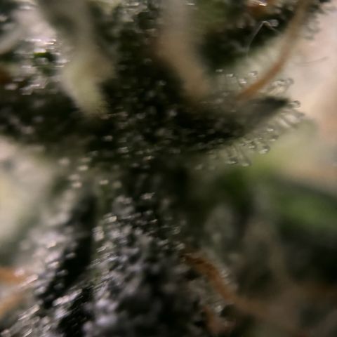 Frosted Guava growlog timeline photo