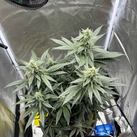 Frosted Guava growlog timeline photo