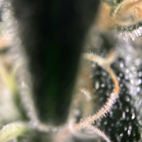Frosted Guava growlog timeline photo