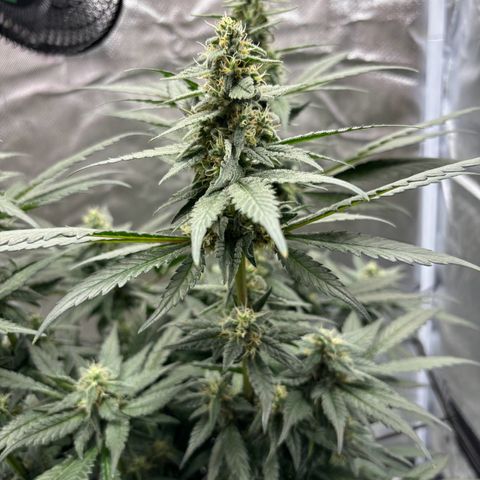 Frosted Guava growlog timeline photo