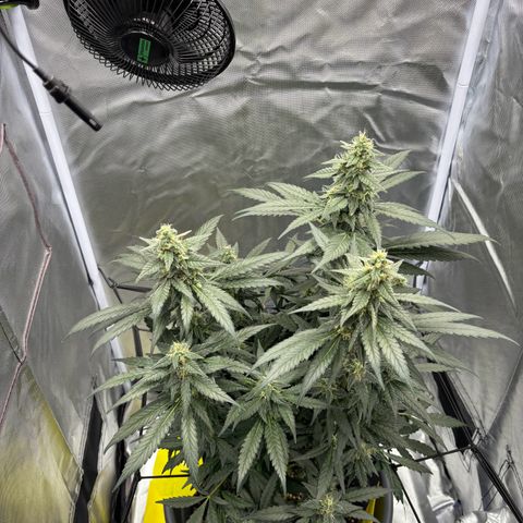 Frosted Guava growlog timeline photo