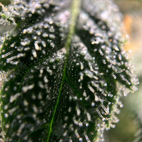 Frosted Guava growlog timeline photo