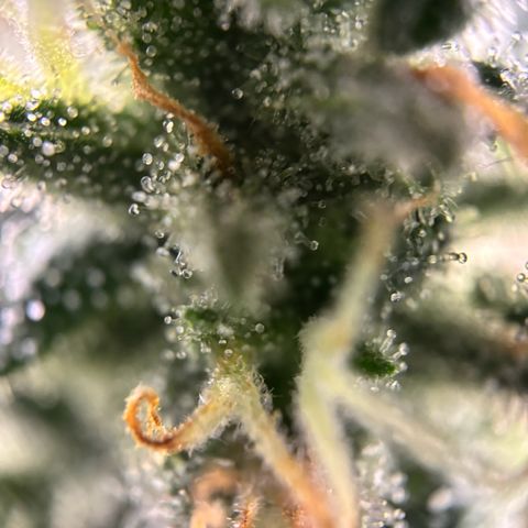 Frosted Guava growlog timeline photo