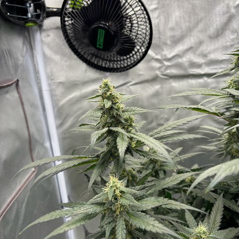 Frosted Guava growlog timeline photo