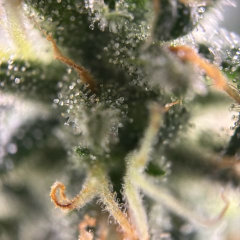 Frosted Guava growlog timeline photo