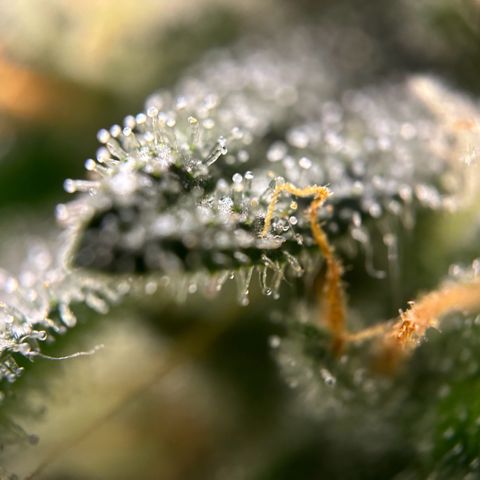 Frosted Guava growlog timeline photo