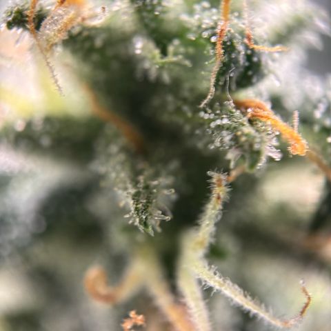 Frosted Guava growlog timeline photo