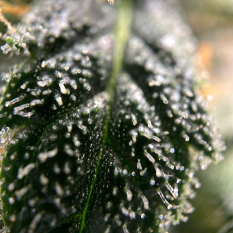 Frosted Guava growlog timeline photo