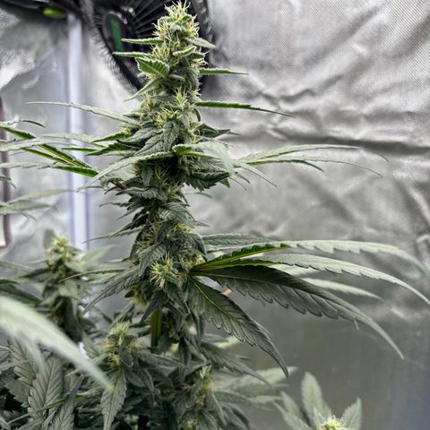 Frosted Guava growlog timeline photo