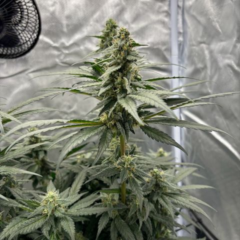 Frosted Guava growlog timeline photo