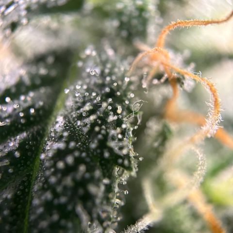 Frosted Guava growlog timeline photo