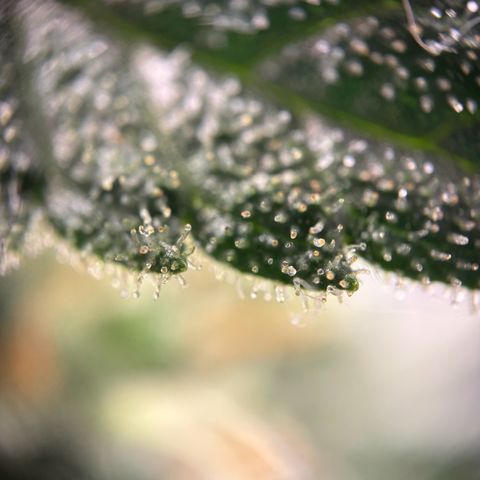 Frosted Guava growlog timeline photo