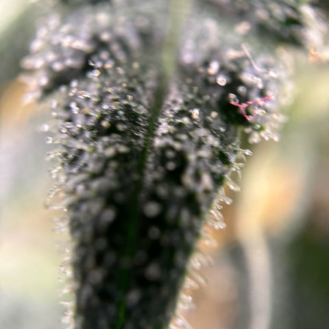 Frosted Guava growlog timeline photo